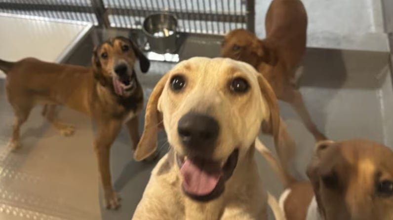 Dogs used for research at St. Joseph's Hospital may be put up for adoption.