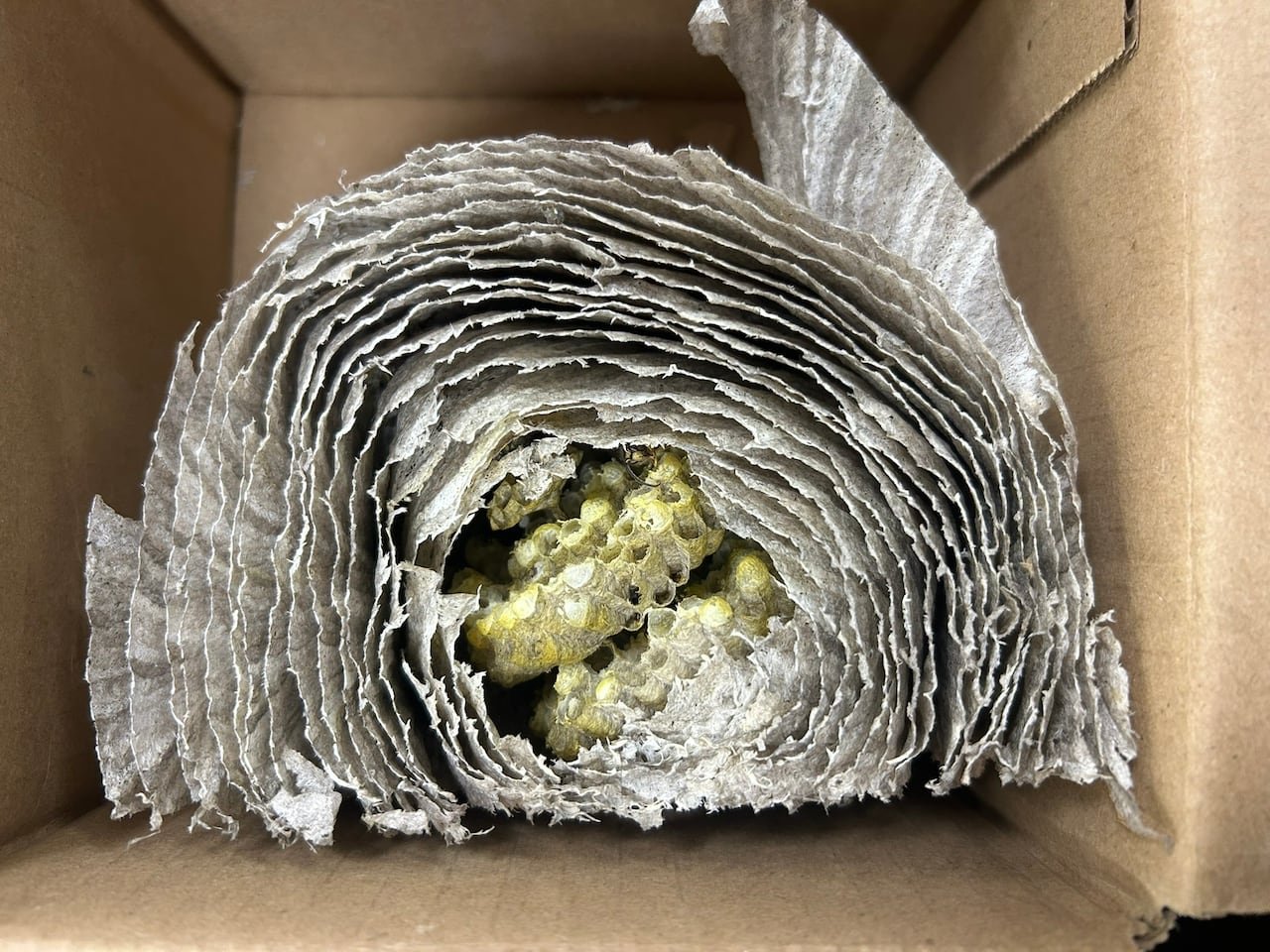 default-247 A cross-section of a wasp nest sits inside a cardboard box.